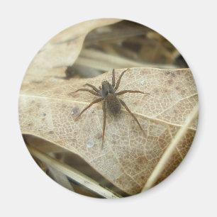 Pardosa op Oak Leaf Magnet