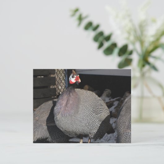 parelhoenders briefkaart (Staand voorkant)