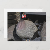 parelhoenders briefkaart (Voorkant / Achterkant)