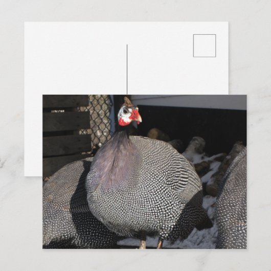 parelhoenders briefkaart (Voorkant / Achterkant)