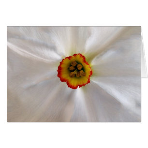 parelwitte narcissen