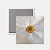 parelwitte narcissen magneet (Voorkant / Achterkant)