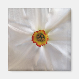 parelwitte narcissen magneet