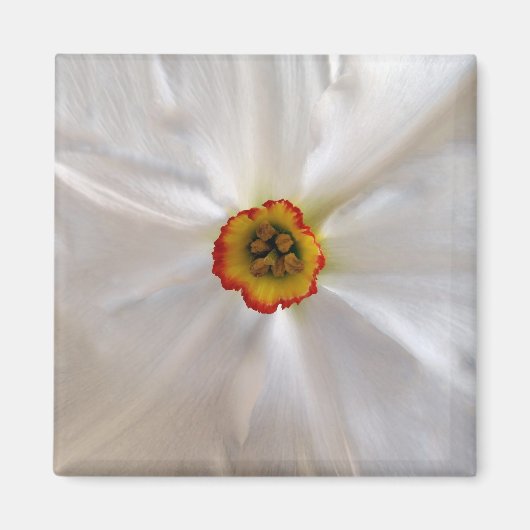 parelwitte narcissen magneet (Voorkant)