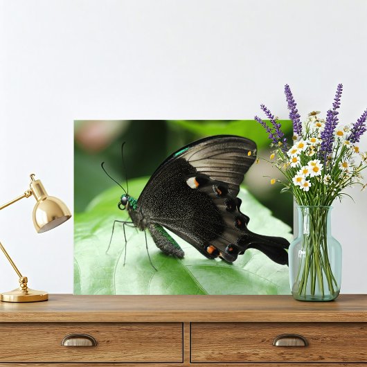 Paris Peacock Swallowtail Vlinder op blad Foto Afdruk