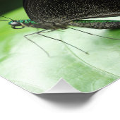 Paris Peacock Swallowtail Vlinder op blad Foto Afdruk (Hoek)