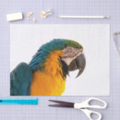 Parish Tissuepapier (Craft)