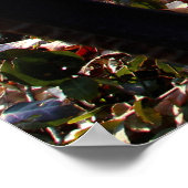 Park Bench in Central Park, NYC Poster (Hoek)