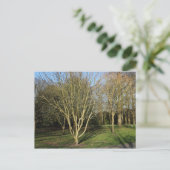 Park Landschap in de vroege lente Briefkaart (Staand voorkant)