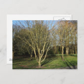 Park Landschap in de vroege lente Briefkaart (Voorkant / Achterkant)