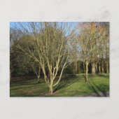 Park Landschap in de vroege lente Briefkaart (Voorkant)