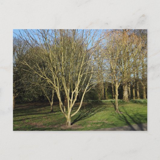 Park Landschap in de vroege lente Briefkaart (Voorkant)