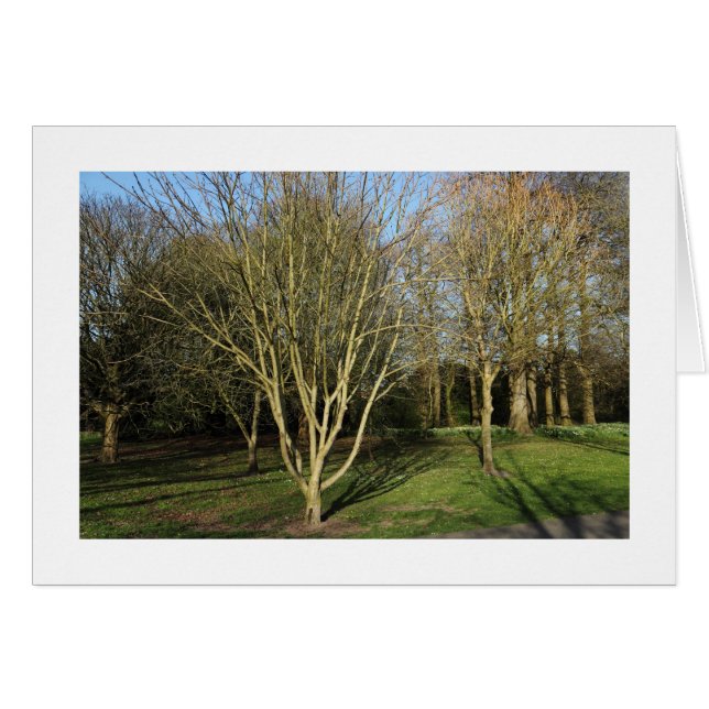 Park Landschap in de vroege lente (grens) (Voorkant Horizontaal)