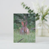 Park Rabbit Briefkaart (Staand voorkant)
