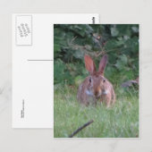 Park Rabbit Briefkaart (Voorkant / Achterkant)
