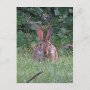 Park Rabbit Briefkaart