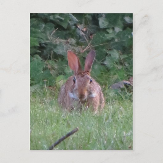 Park Rabbit Briefkaart (Voorkant)