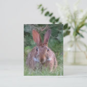 Park Rabbit Close Up Briefkaart (Staand voorkant)