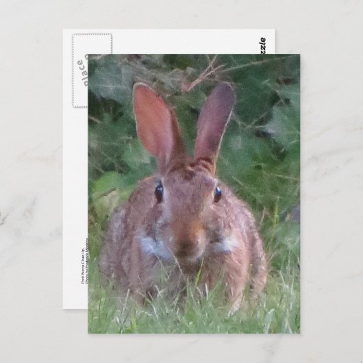 Park Rabbit Close Up Briefkaart (Voorkant / Achterkant)