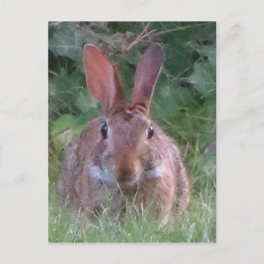 Park Rabbit Close Up Briefkaart (Voorkant)