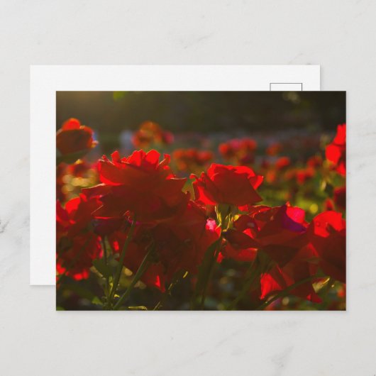 Park Rozen, Columbus, Ohio Briefkaart (Voorkant / Achterkant)