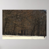 Parkbomen en Sneeuw Poster (Voorkant)