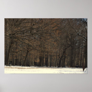Parkbomen en Sneeuw Poster