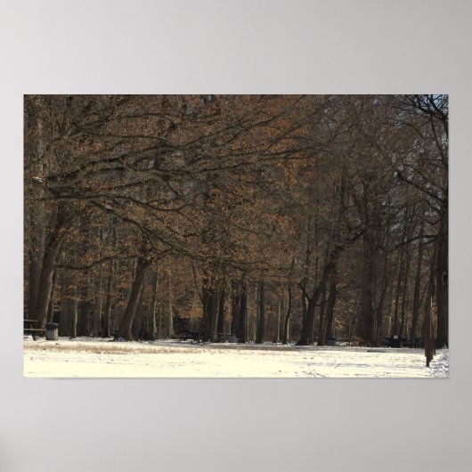 Parkbomen en Sneeuw Poster (Voorkant)