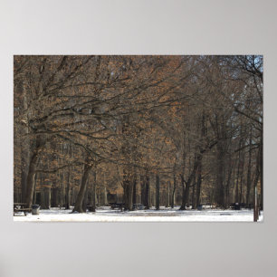 Parkbomen en Sneeuw Poster