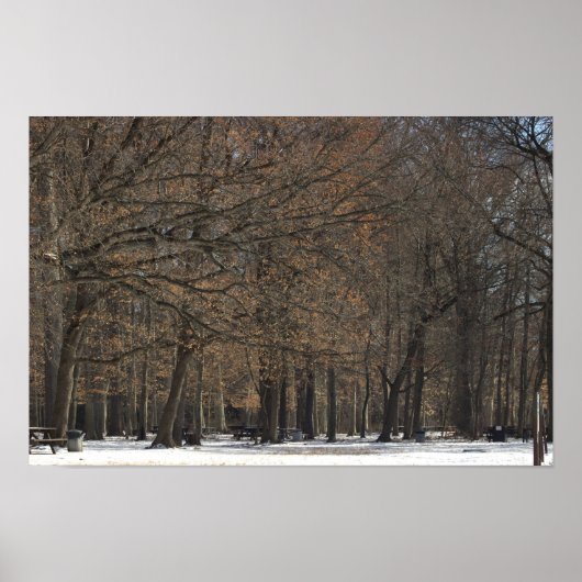 Parkbomen en Sneeuw Poster (Voorkant)