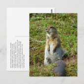 Parkee Squirrel op Unalaska Island Briefkaart (Voorkant / Achterkant)