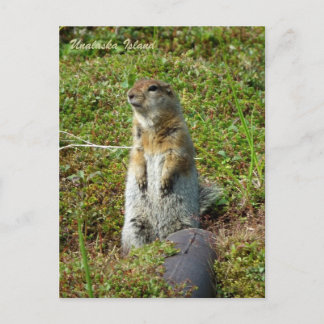 Parkee Squirrel op Unalaska Island Briefkaart