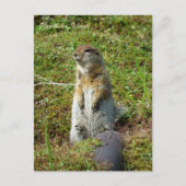 Parkee Squirrel op Unalaska Island Briefkaart (Voorkant)