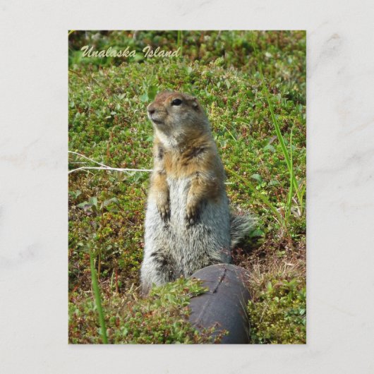 Parkee Squirrel op Unalaska Island Briefkaart (Voorkant)