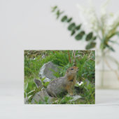 Parkee Squirrel, Unalaska Island Briefkaart (Staand voorkant)