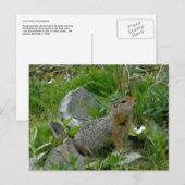 Parkee Squirrel, Unalaska Island Briefkaart (Voorkant / Achterkant)