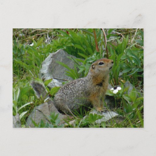 Parkee Squirrel, Unalaska Island Briefkaart (Voorkant)