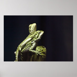 Parkeerluizen Poster