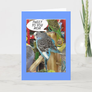 PARKEET WIL HAPPY MOEDERDAG TWEETEN AAN MAMA KAART