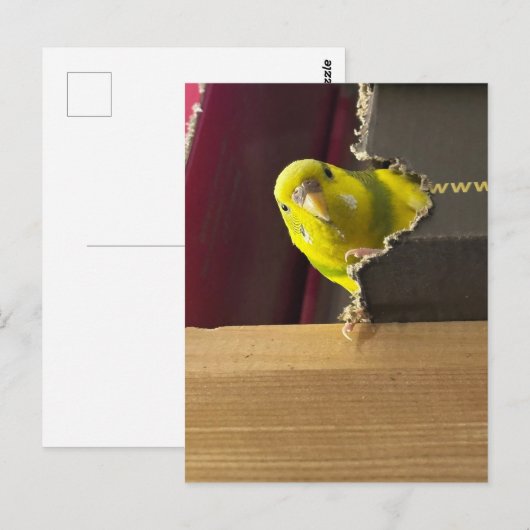 Parkiet Bekijk een boek Briefkaart (Voorkant / Achterkant)