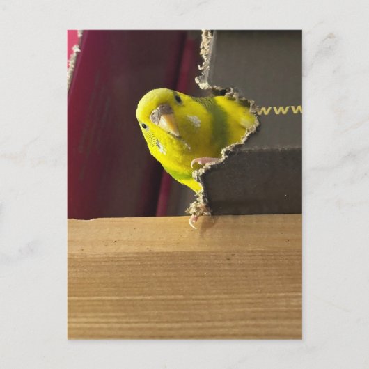 Parkiet Bekijk een boek Briefkaart (Voorkant)
