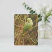 Parkiet Briefkaart (Staand voorkant)