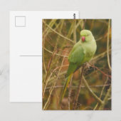 Parkiet Briefkaart (Voorkant / Achterkant)