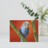 parkiet briefkaart (Staand voorkant)