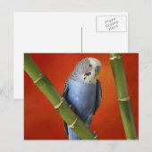 parkiet briefkaart (Voorkant / Achterkant)