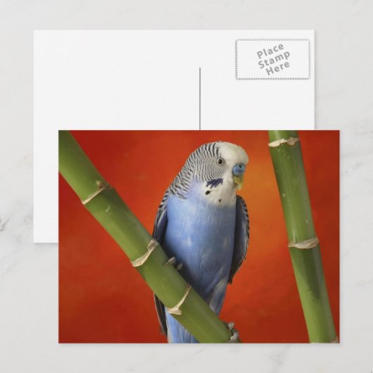 parkiet briefkaart (Voorkant / Achterkant)