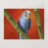 parkiet briefkaart (Voorkant)