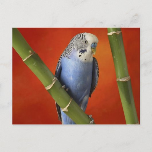 parkiet briefkaart (Voorkant)