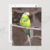 parkiet op een ledemaat briefkaart (Voorkant / Achterkant)