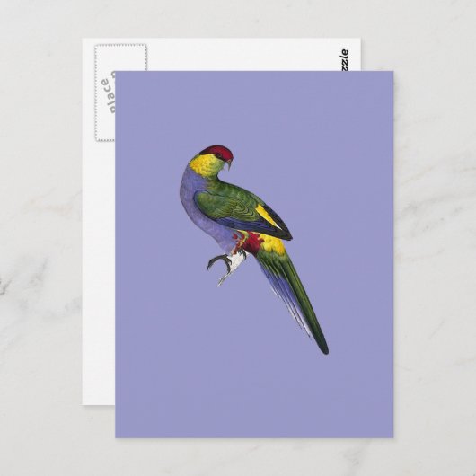 Parkiet Parrot Briefkaart (Voorkant / Achterkant)